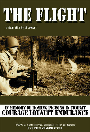 pigeons in combat